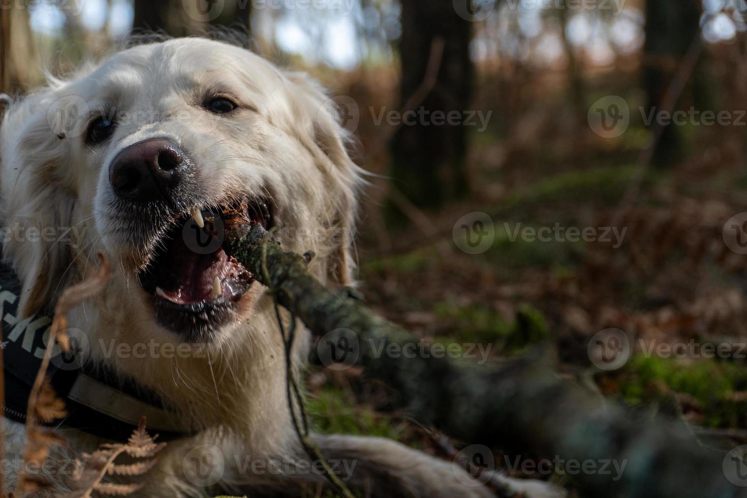 golden retriever masticando una rama con la boca abierta foto