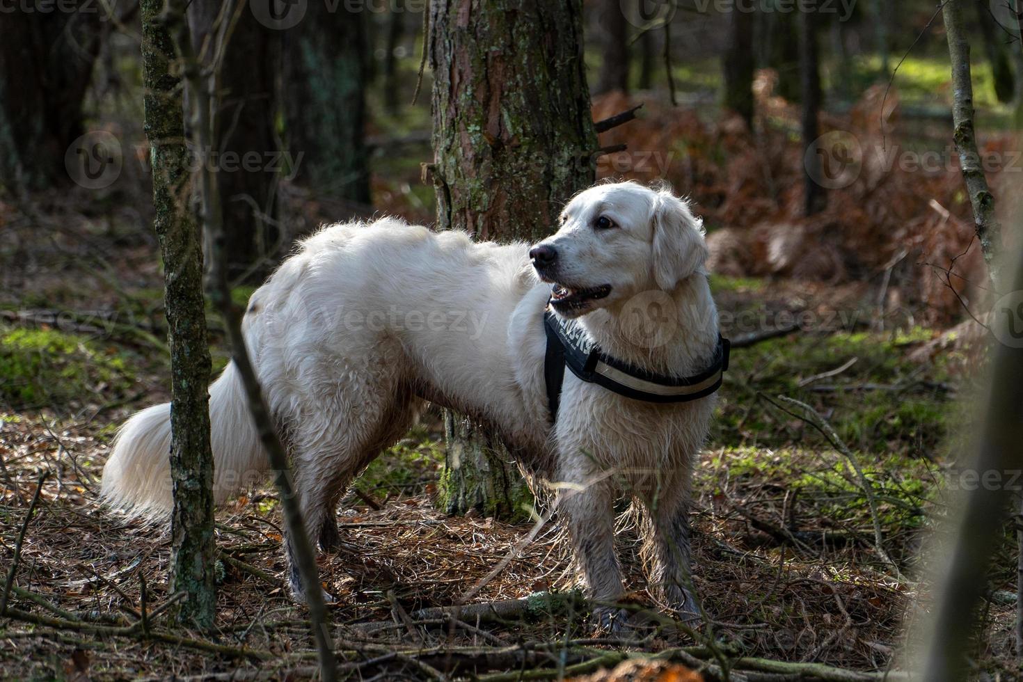 Golden Retriever In Forest With Mouth Open photo