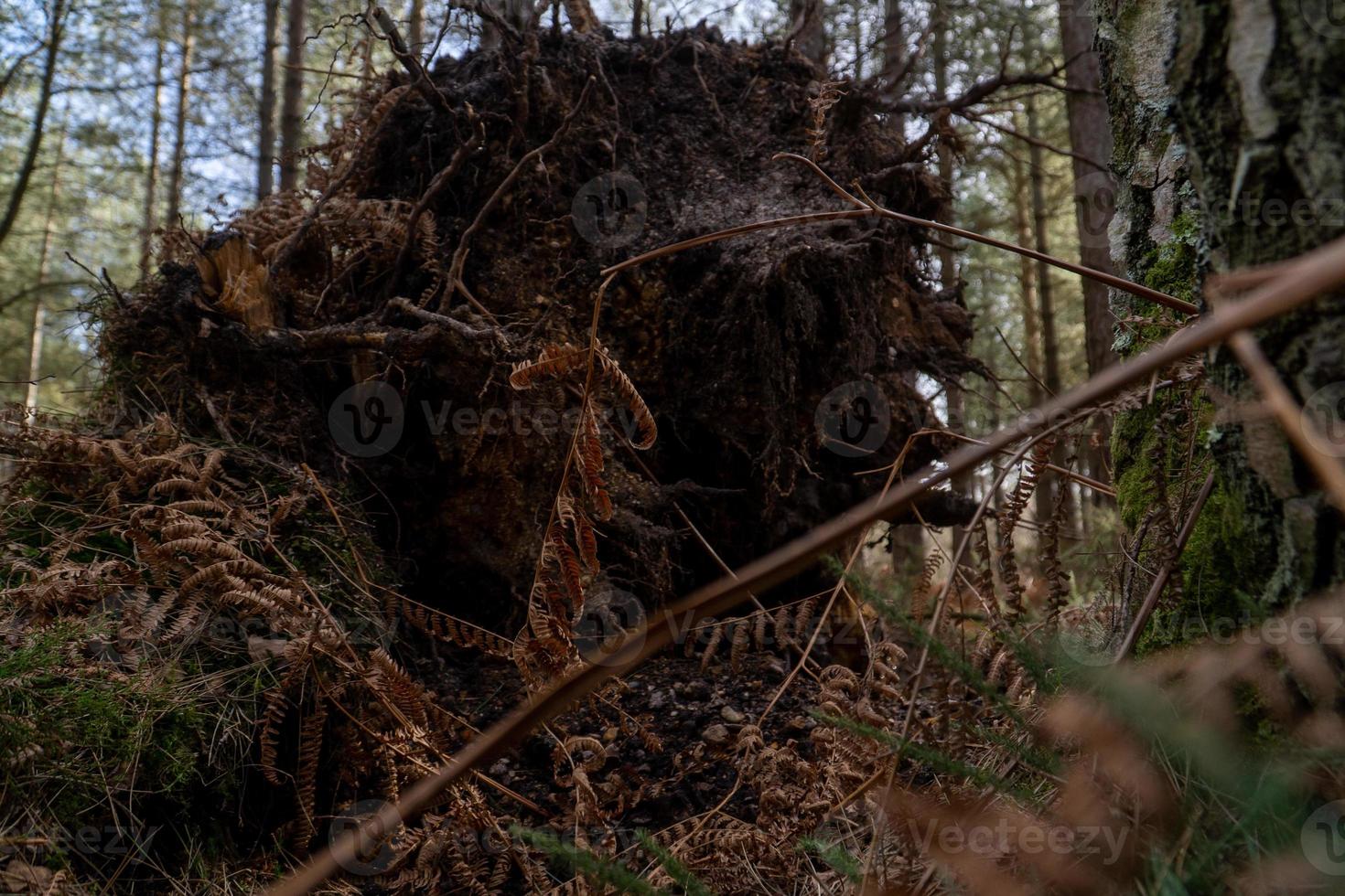 Fallen Tree Roots In Storm photo