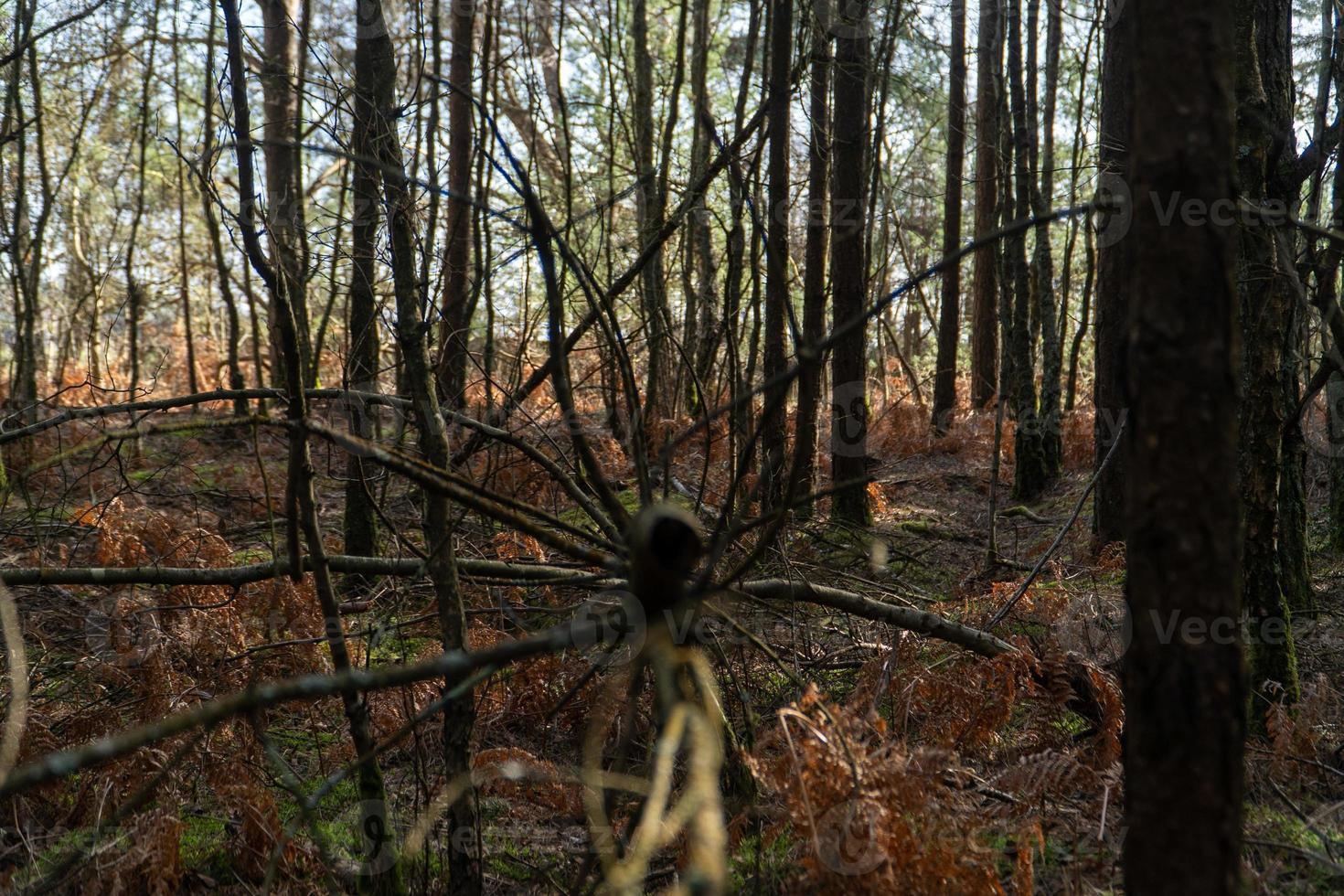 Araña telaraña árbol caído foto