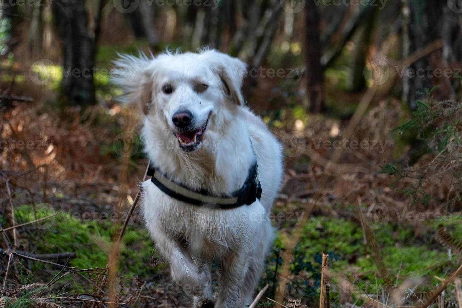 golden retriever corriendo por el bosque sonriendo foto