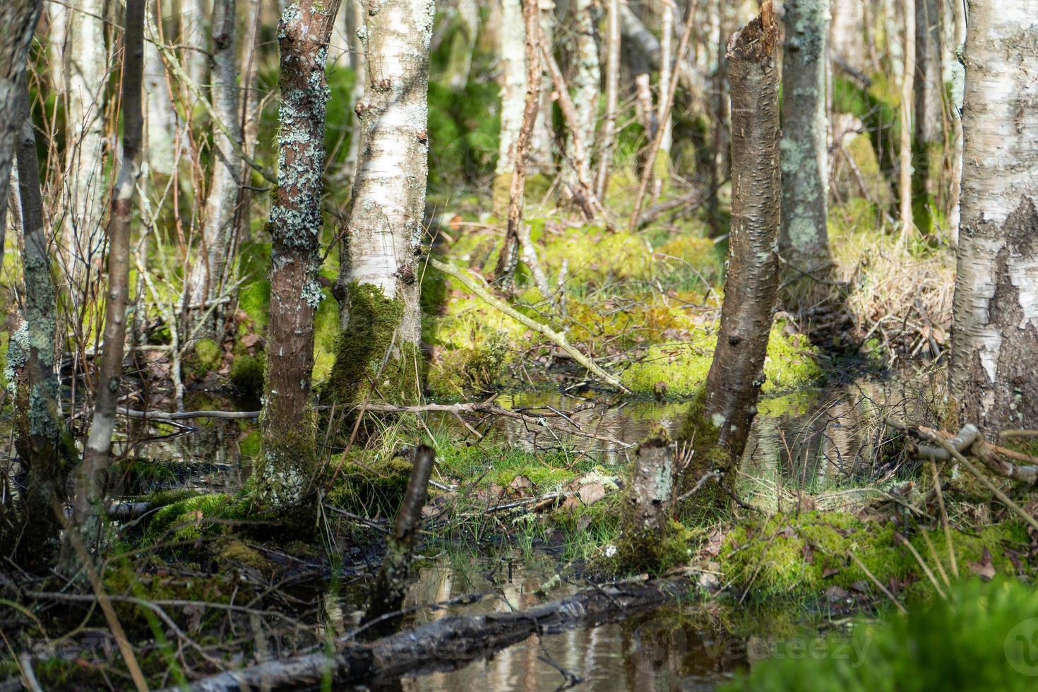 Forest Swamp in wimter photo