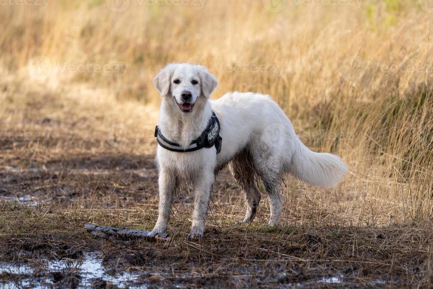 golden retriever sonriendo en campo fangoso foto