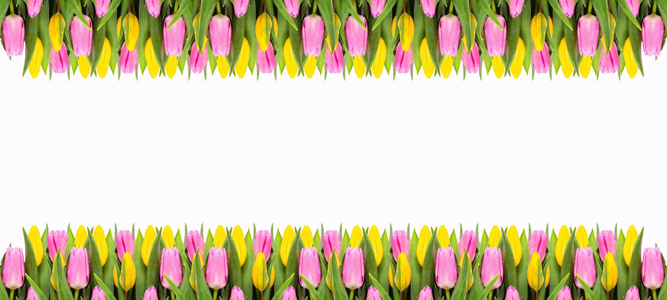 Pink and yellow tulip flowers border isolated on white background photo