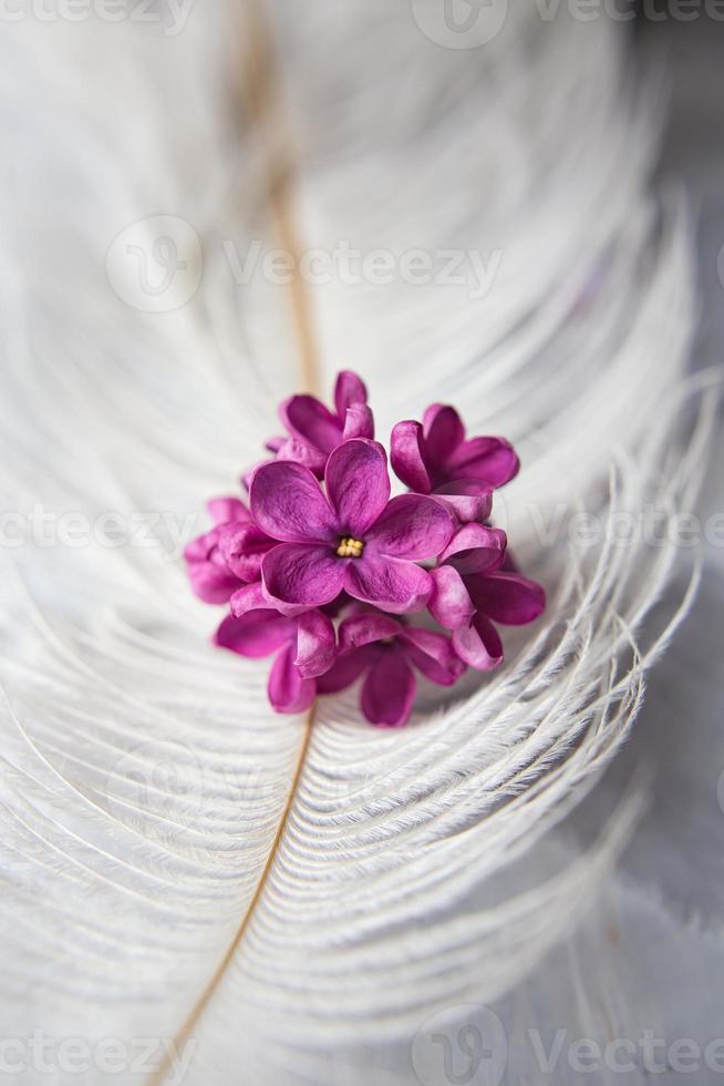 Lilac violet flowers on a white ostrich feather. A lilac luck - flower with five petals among the four-pointed flowers of bright pink lilac photo