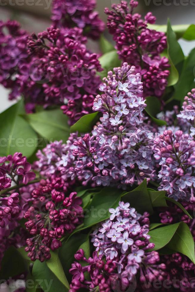 un ramo de lilas. de cerca. hermosas flores violetas. tarjeta de felicitación. Flores de primavera. foto