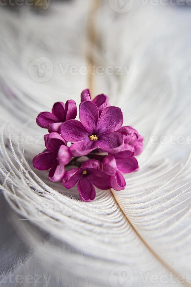 Lilac violet flowers on a white ostrich feather. A lilac luck - flower with five petals among the four-pointed flowers of bright pink lilac Syringa The magic of lilac flowers with five petals. Mock up photo