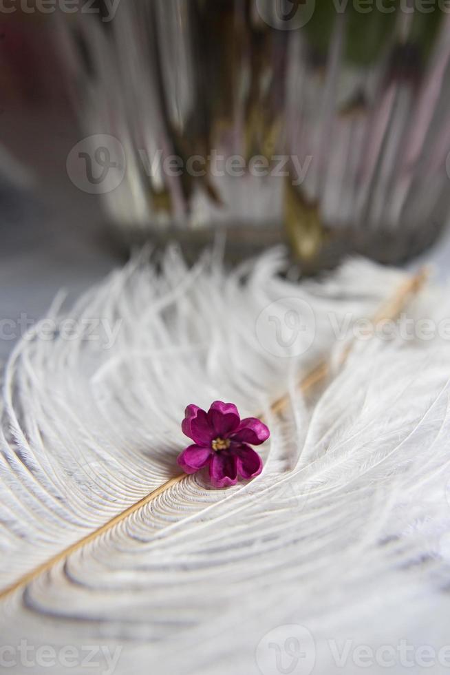 Lilac violet flowers on a white ostrich feather.  The magic of lilac flowers with five petals. Mock up photo