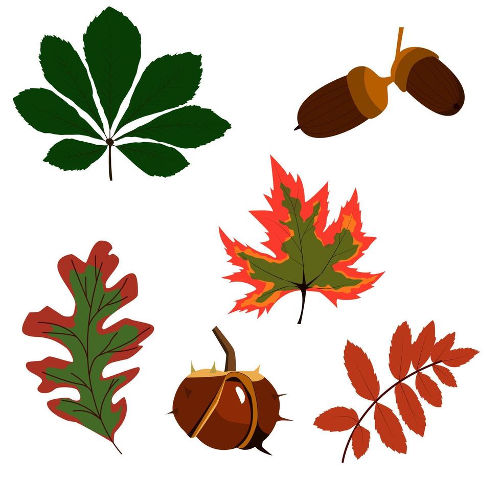 un conjunto de hojas de otoño. roble, castaño, fresno de montaña, arce vector