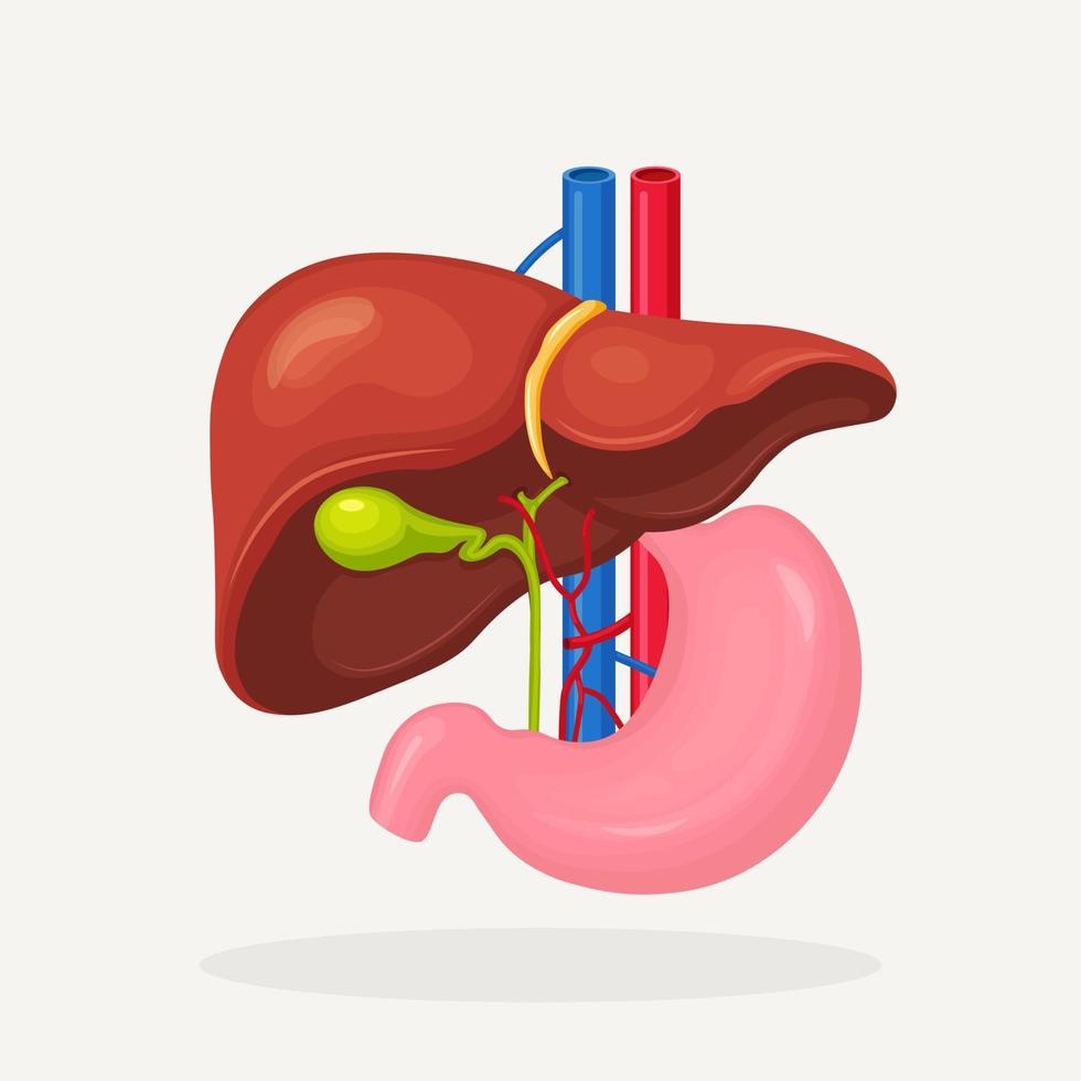 Stomach, liver icon isolated on white backgroung. Gallbladder, aorta, portal vein, hepatic duct. Medical science anatomy. Human internal organ. Digestive system. Vector flat design