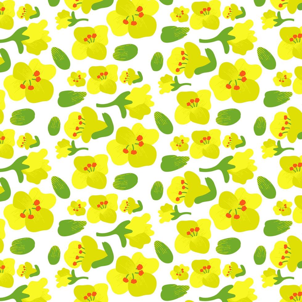 Rapeseed flower pattern, rapeseed buds, rapeseed inflorescences, white backing. Floral background. Yellow and mustard colors vector