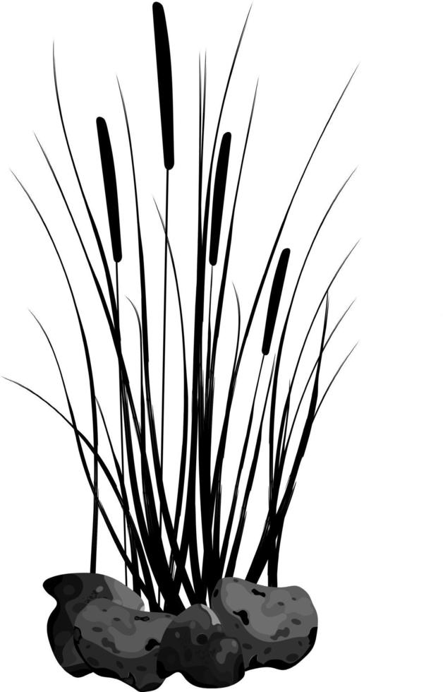 Hand drawn reed or pampas grass surrounded by gray stones. Cane silhouette on white background.  Border or frame of green plants. vector