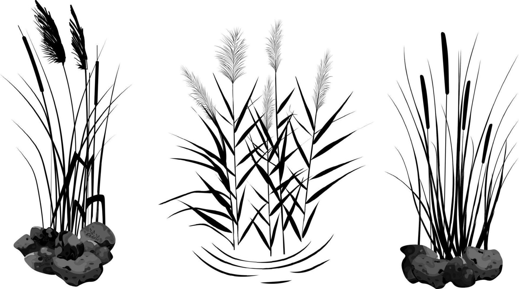 Hand drawn reed or pampas grass surrounded by gray stones. Cane silhouette on white background.  Border or frame of green plants. vector