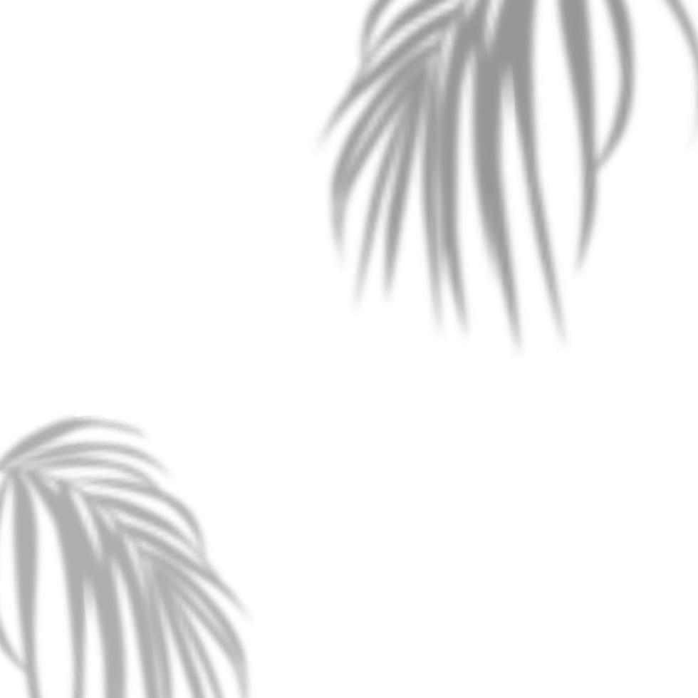 Realistic shadow of tropical leaves or branches on transparent checkered background. The effect of overlaying shadows. Natural light layout. vector