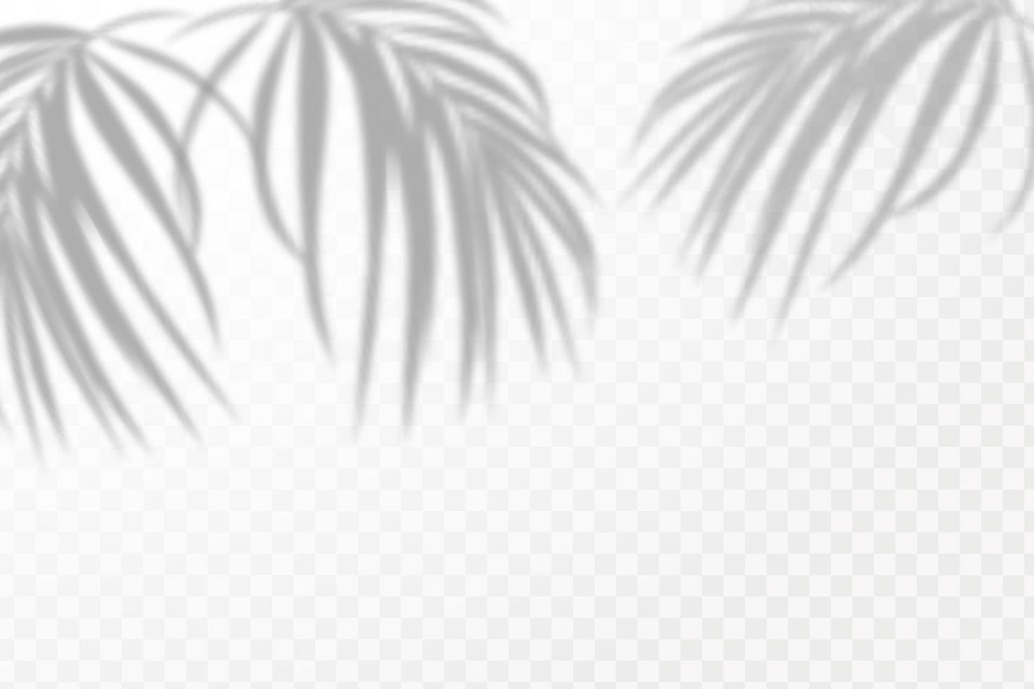 Realistic shadow of tropical leaves or branches on transparent checkered background. The effect of overlaying shadows. Natural light layout. vector