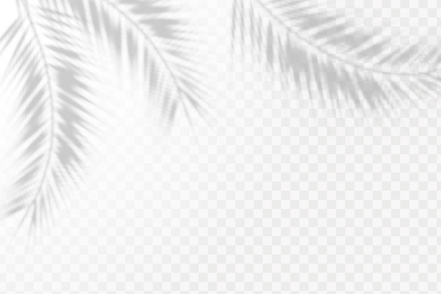 Realistic shadow of tropical leaves or branches on transparent checkered background. The effect of overlaying shadows. Natural light layout. vector