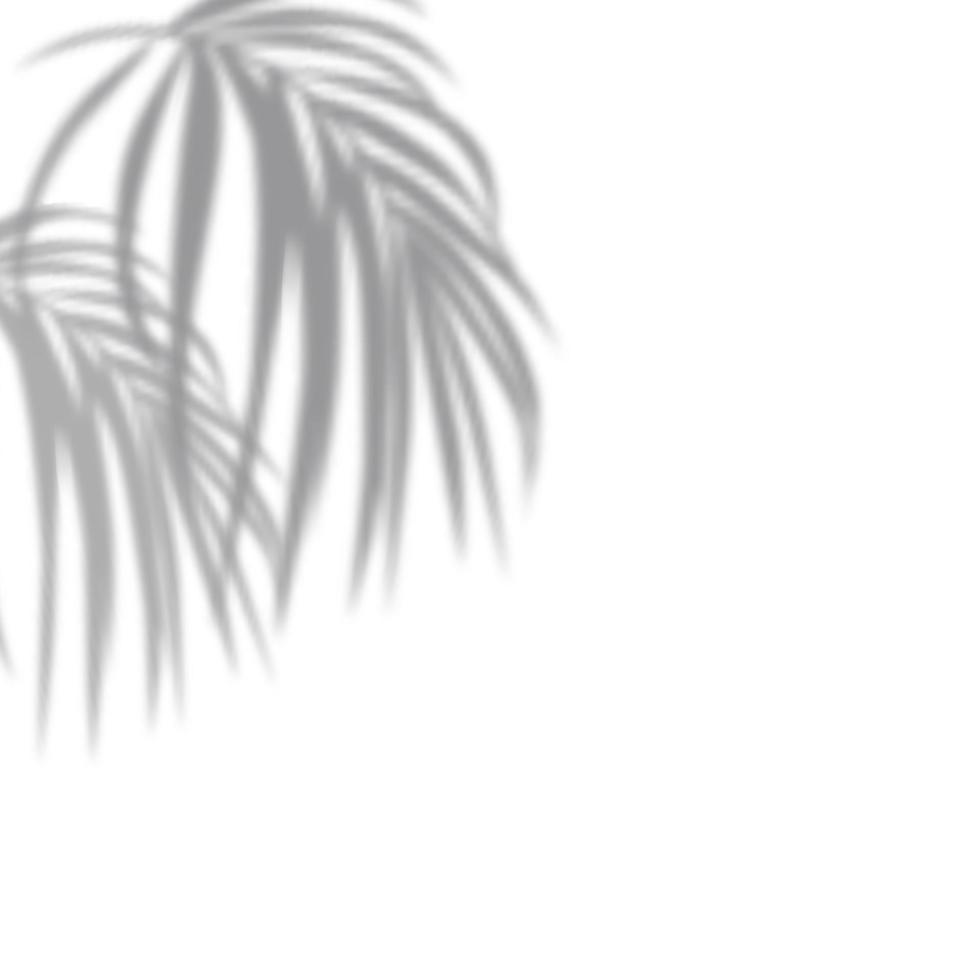 Realistic shadow of tropical leaves or branches on transparent checkered background. The effect of overlaying shadows. Natural light layout. vector