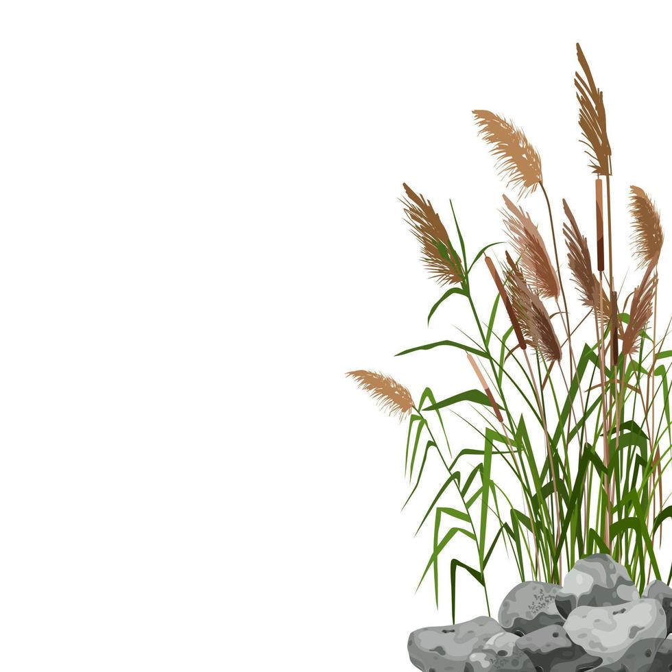 Hand drawn reed or pampas grass surrounded by gray stones. Cane silhouette on white background.  Border or frame of green plants. vector