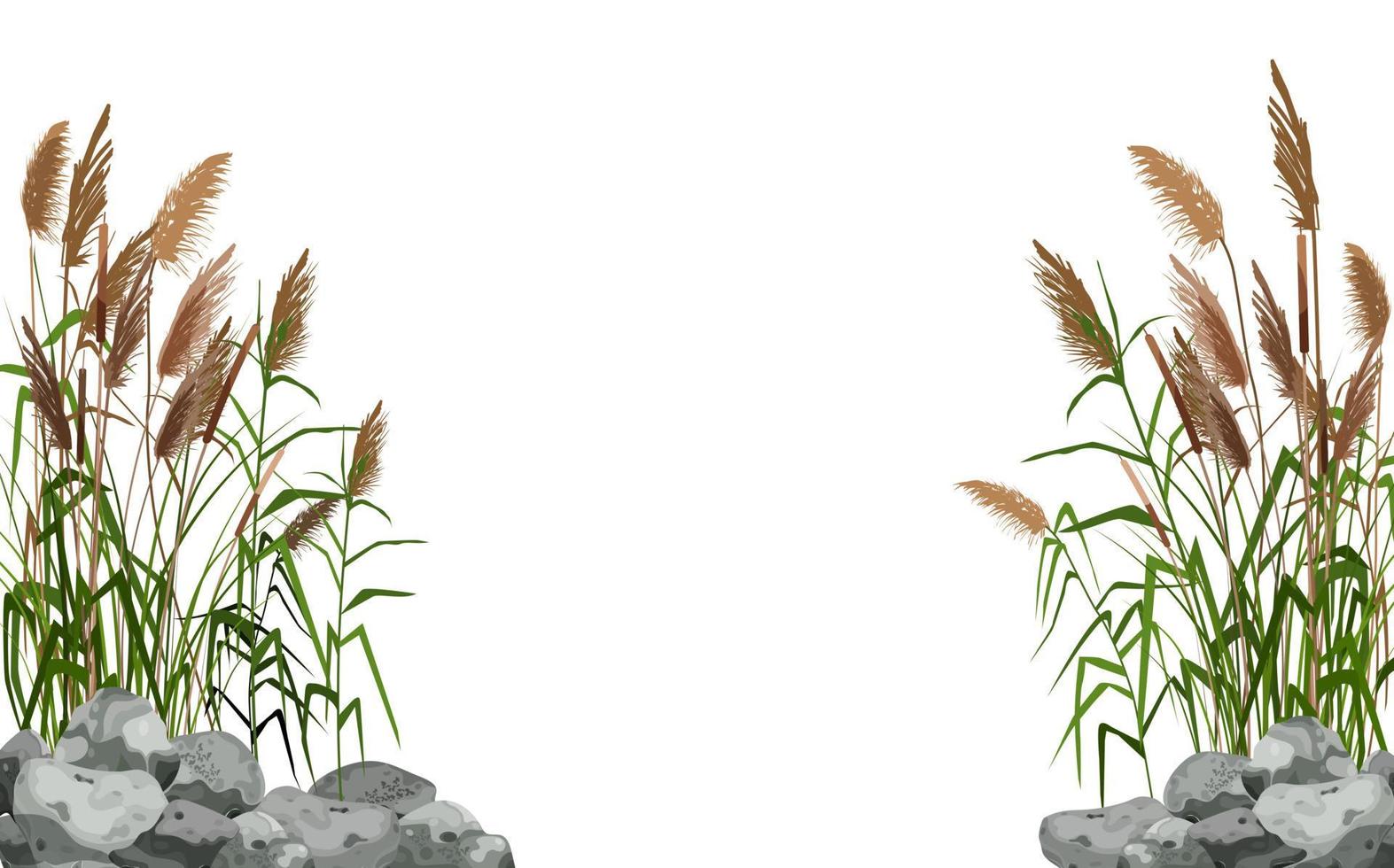 Hand drawn reed or pampas grass surrounded by gray stones. Cane silhouette on white background.  Border or frame of green plants. vector