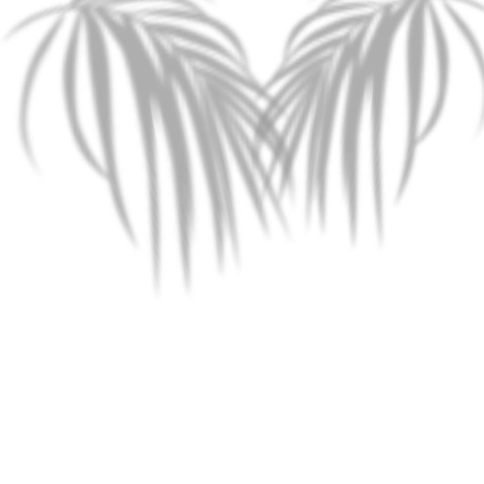 Realistic shadow of tropical leaves or branches on transparent checkered background. The effect of overlaying shadows. Natural light layout. vector