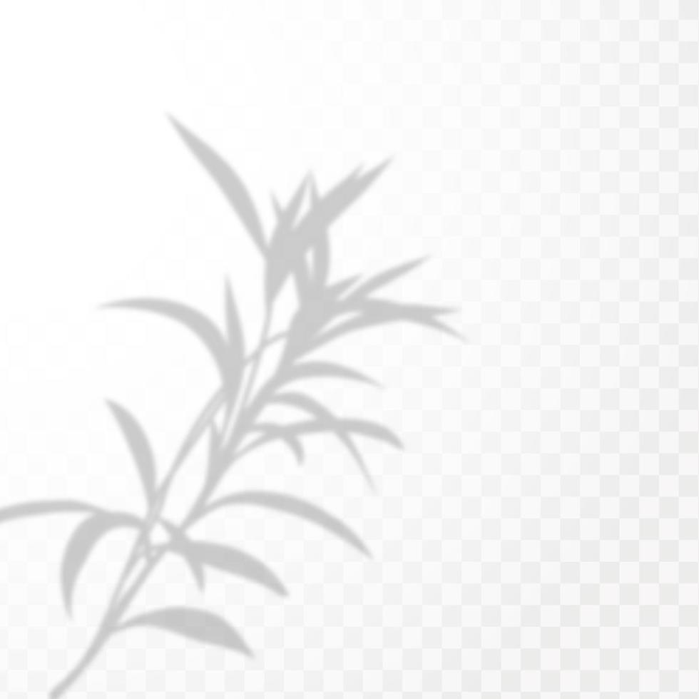 Realistic shadow of tropical leaves or branches on transparent checkered background. The effect of overlaying shadows. Natural light layout. vector