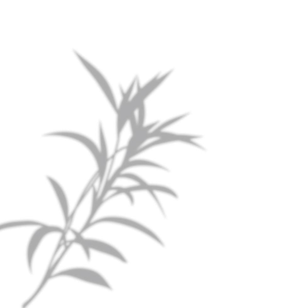 Realistic shadow of tropical leaves or branches on transparent checkered background. The effect of overlaying shadows. Natural light layout. vector