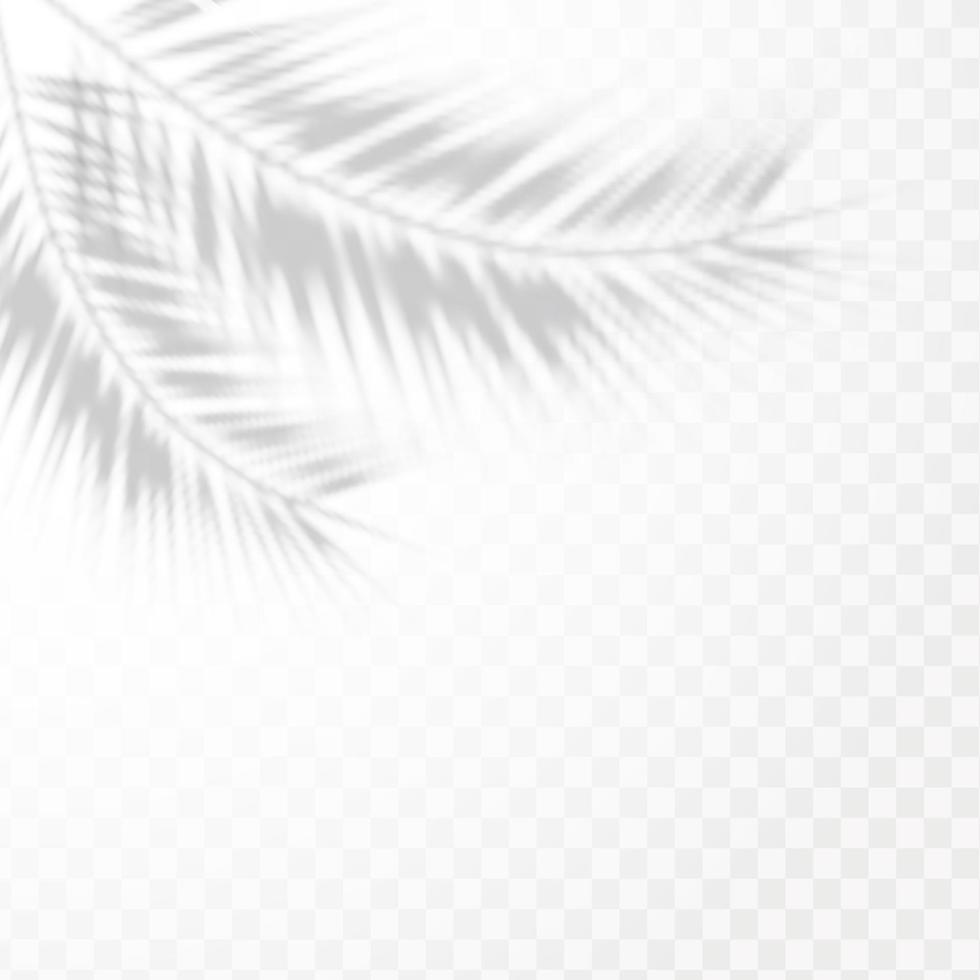 Realistic shadow of tropical leaves or branches on transparent checkered background. The effect of overlaying shadows. Natural light layout. vector