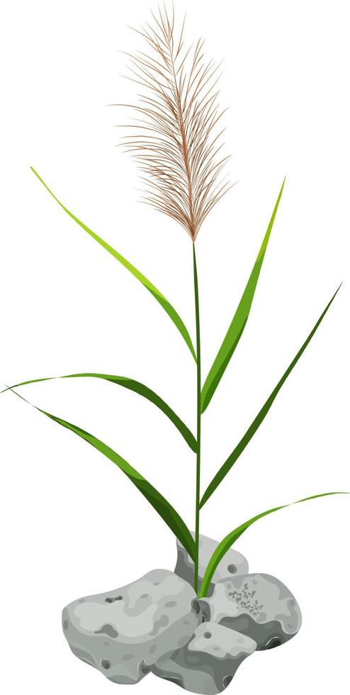 Hand drawn reed or pampas grass surrounded by gray stones. Cane silhouette on white background.  Border or frame of green plants. vector