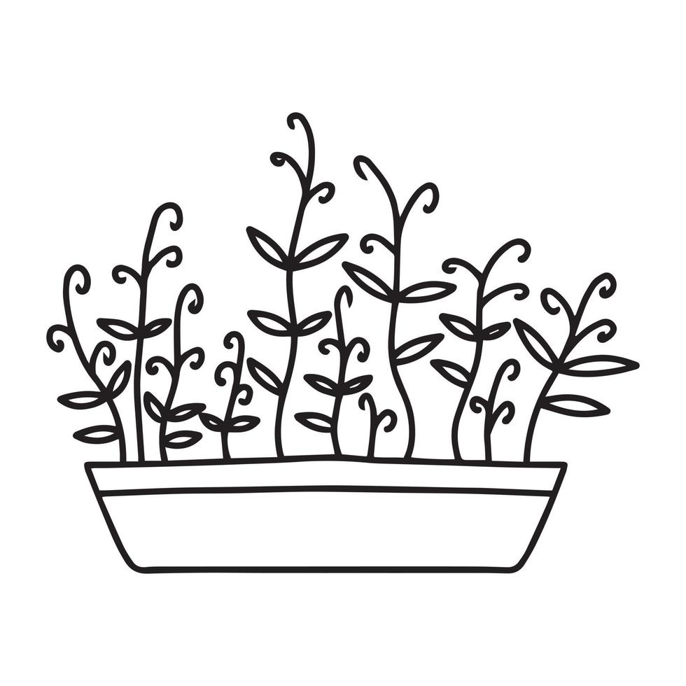 maceta de microvegetales. guisantes microgreens, rábano, cebolla, rúcula. girasol, remolacha y otros. ilustración vectorial aislado sobre fondo blanco. estilo garabato. vector