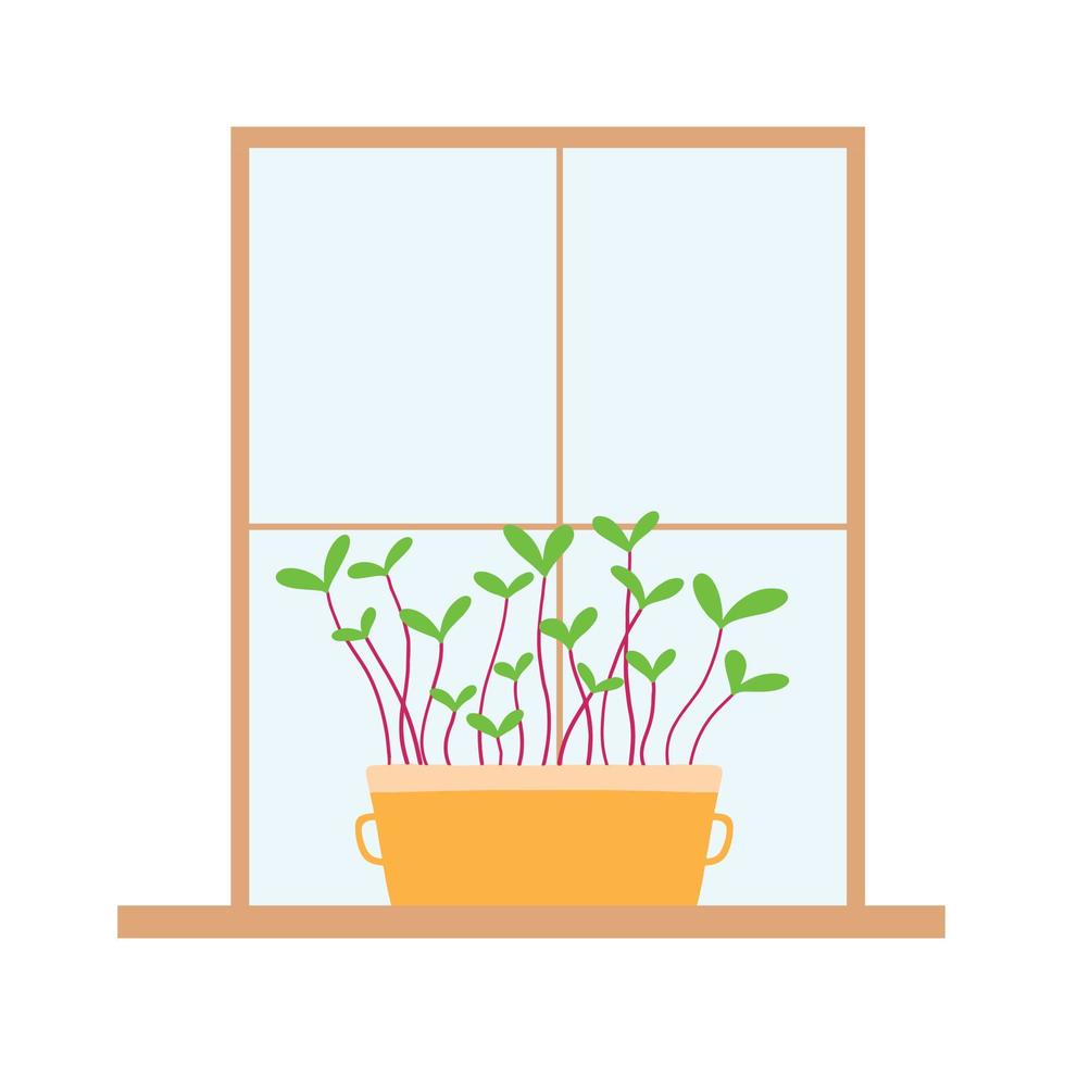 A pot of microgreens is by the window. Microgreens on the windowsill. Vector illustration of sprouts.