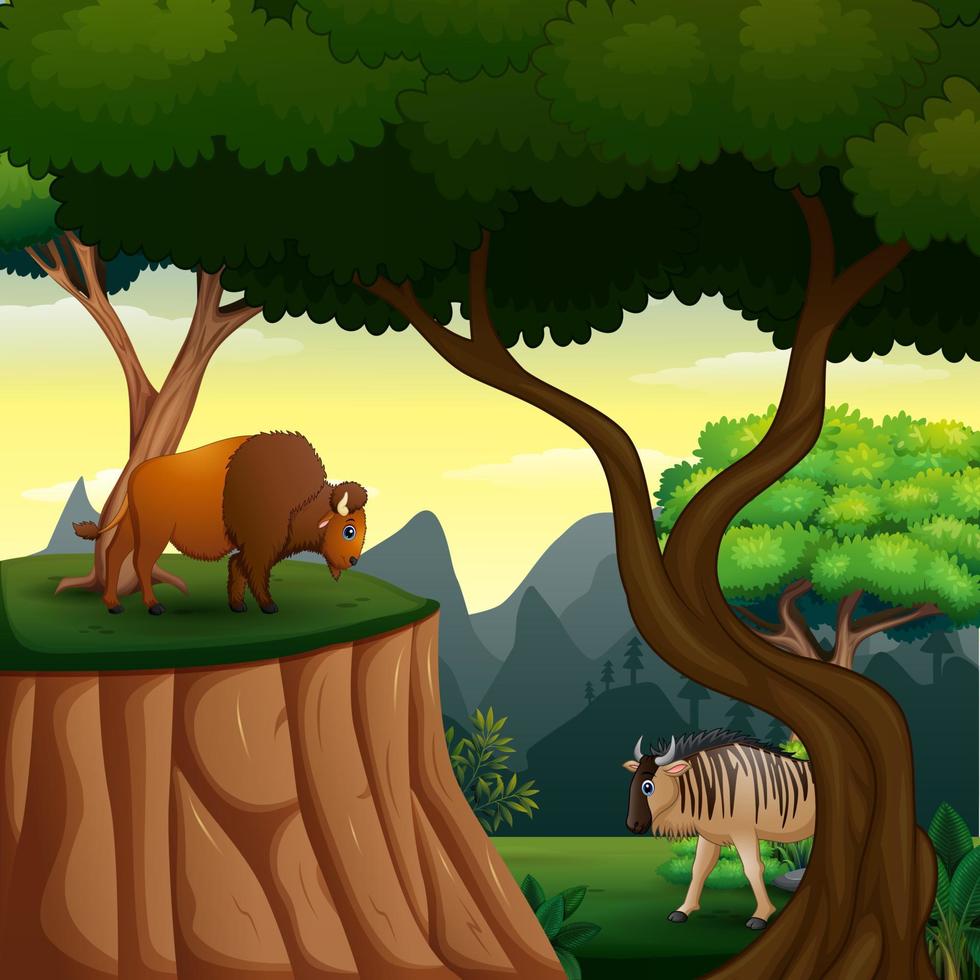 Cartoon of buffalo and wildebeest at the jungle illustration vector