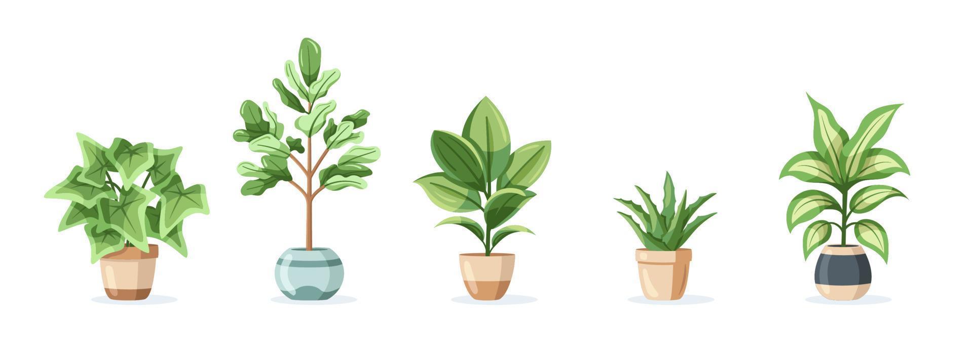 Set of home plants in pots isolated on white background vector