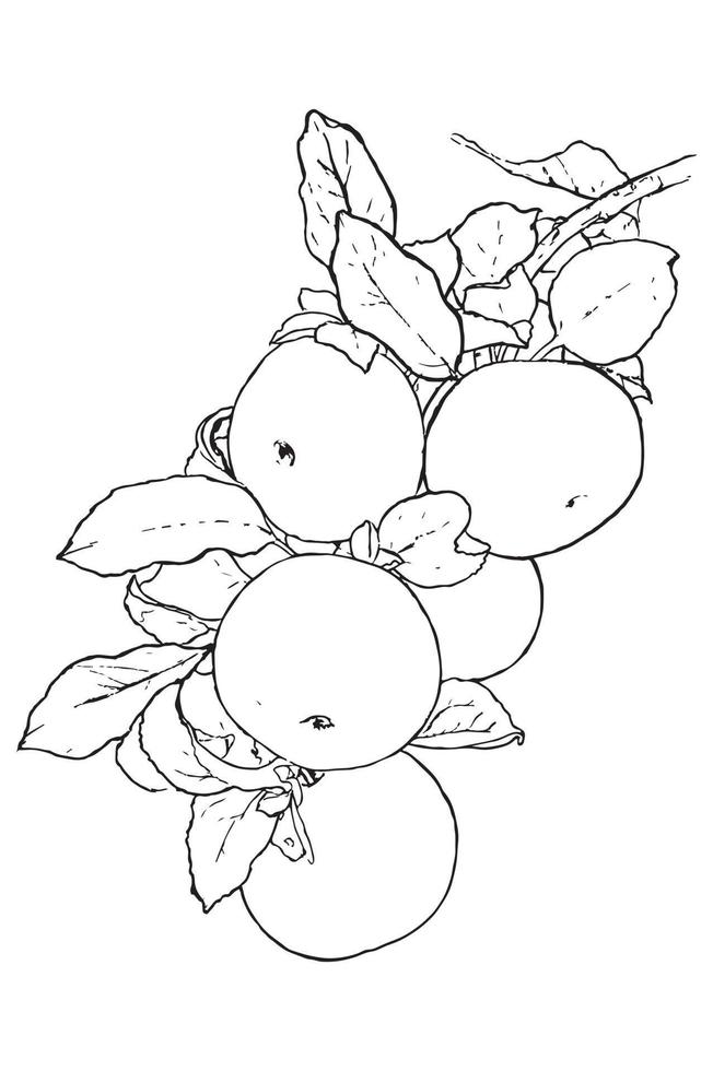Sketch drawing of several apples on a white background. vector