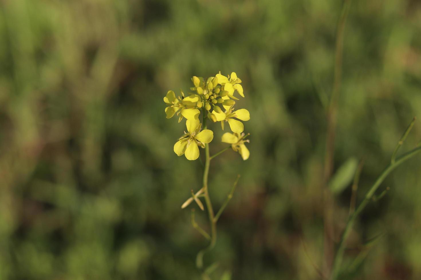 Rape flowers close-up against a blue sky with clouds in rays of sunlight on nature in spring, panoramic view. Growing blossoming rape, soft focus, copy space. photo