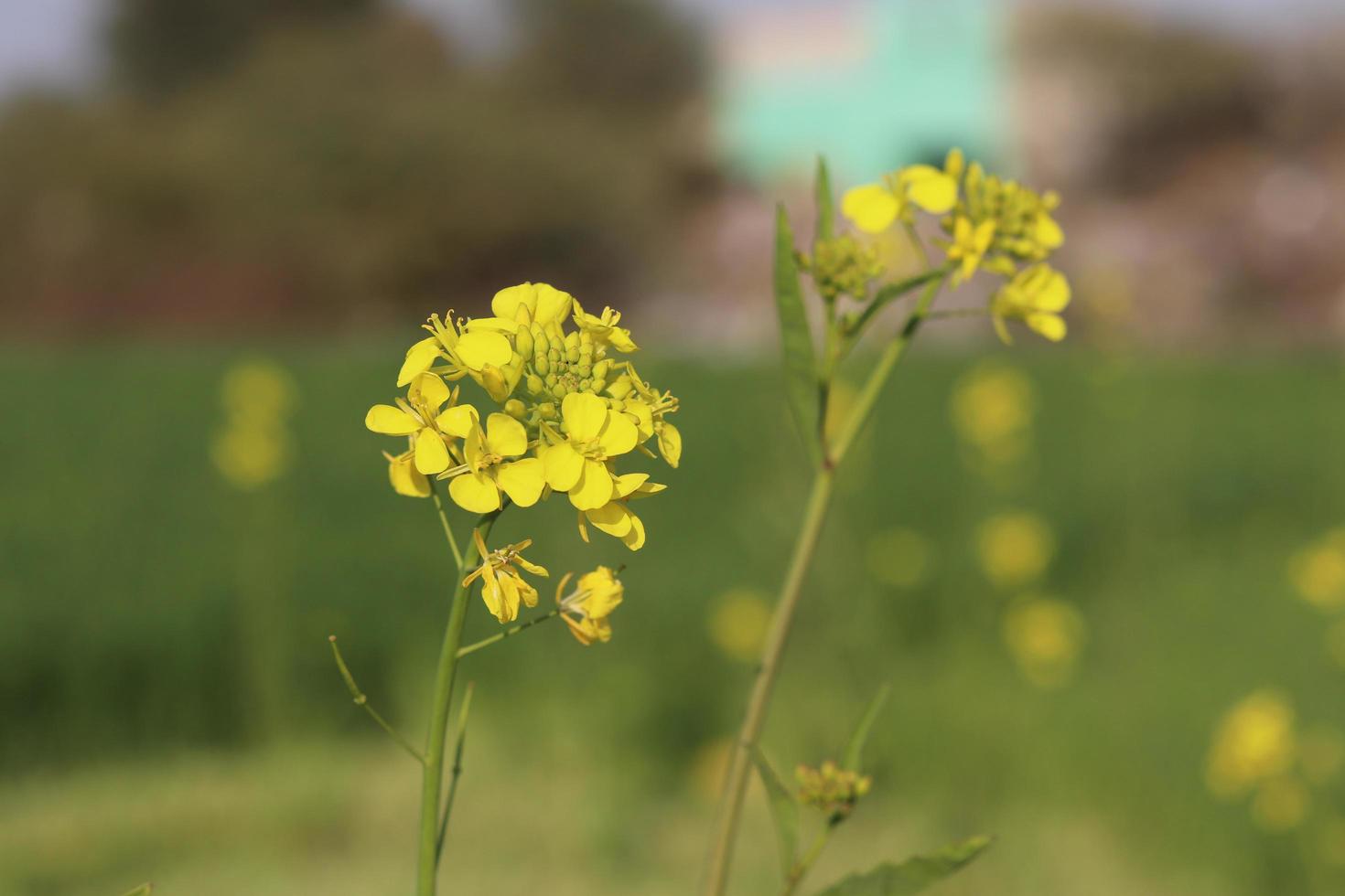 Rape flowers close-up against a blue sky with clouds in rays of sunlight on nature in spring, panoramic view. Growing blossoming rape, soft focus, copy space. photo