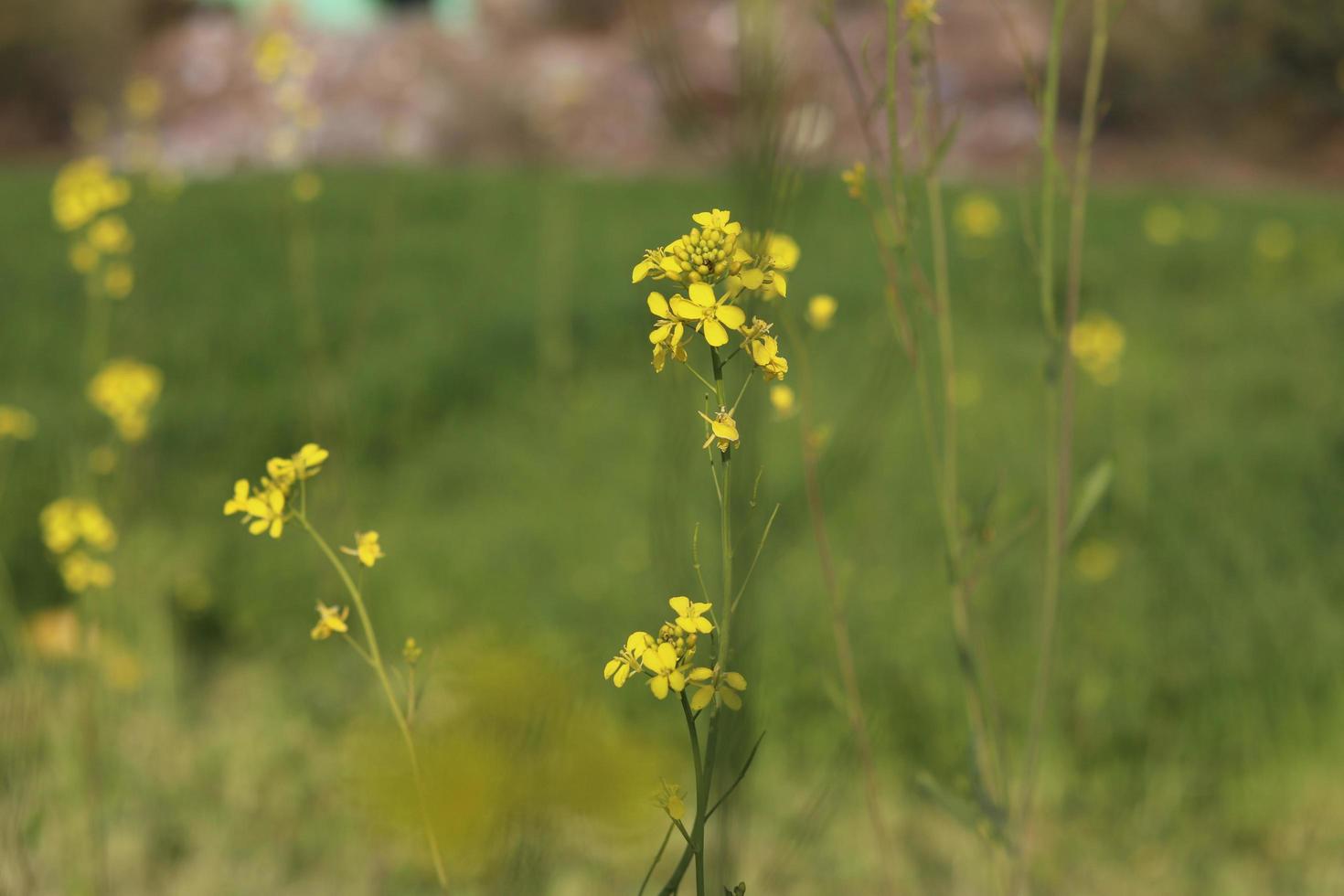 Rape flowers close-up against a blue sky with clouds in rays of sunlight on nature in spring, panoramic view. Growing blossoming rape, soft focus, copy space. photo