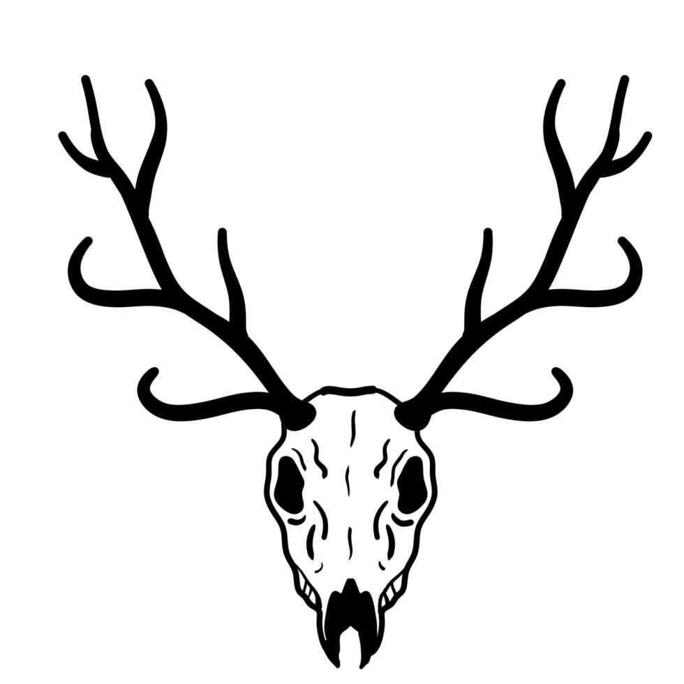 Skull of deer. Hunting trophy with horns. vector