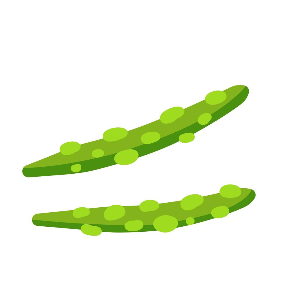 Asparagus. Green plant. Vegetarianism and raw element for salad. Flat cartoon. vector