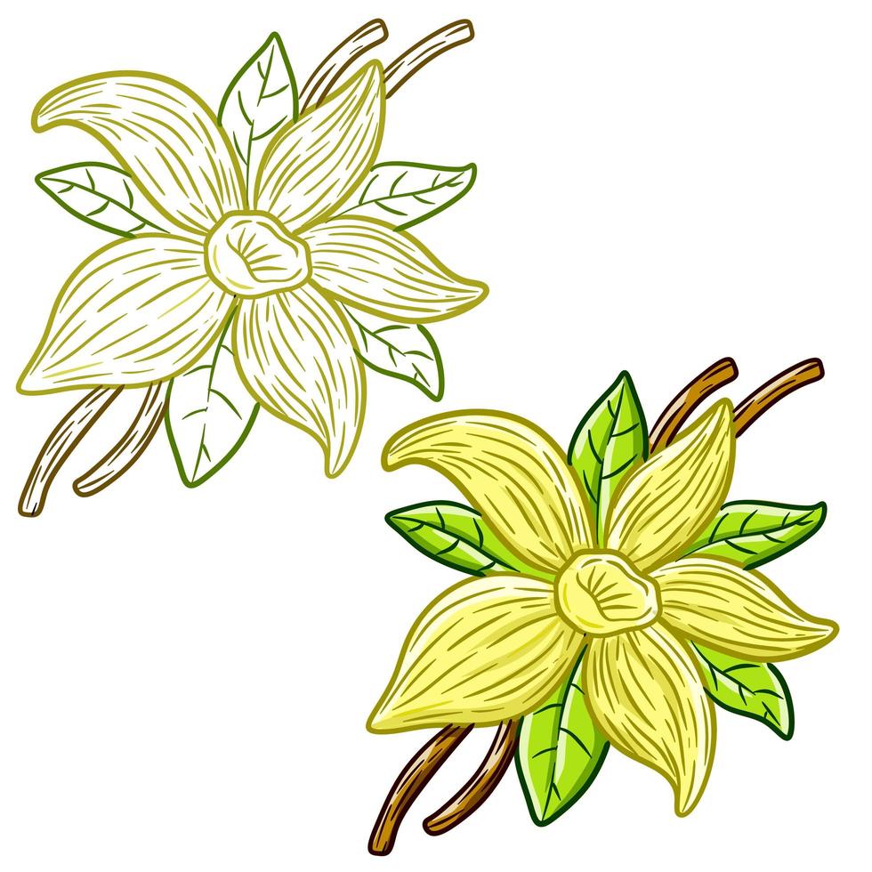 Flower of vanilla. White petals and green leaves. vector