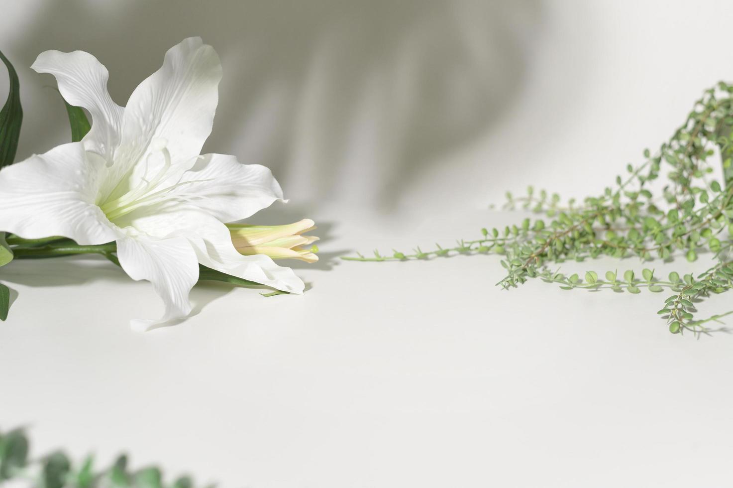 flowers on white background with copy space photo