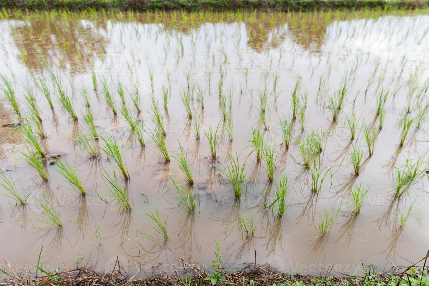 Las sembradoras de arroz están sin terminar. foto