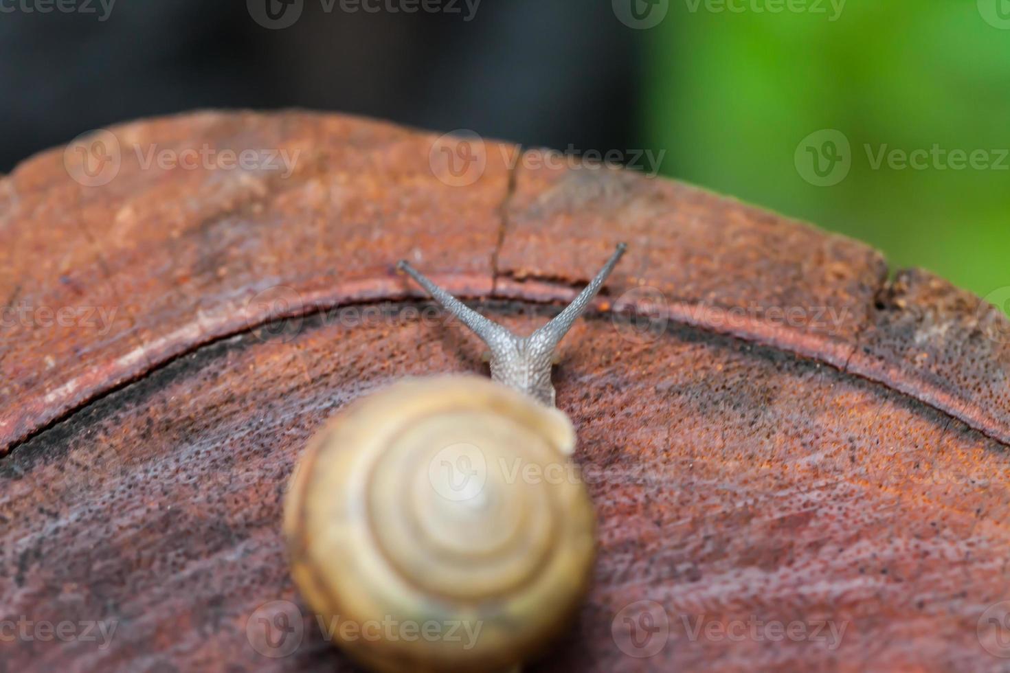 Snail crawling on pine-tree stump photo