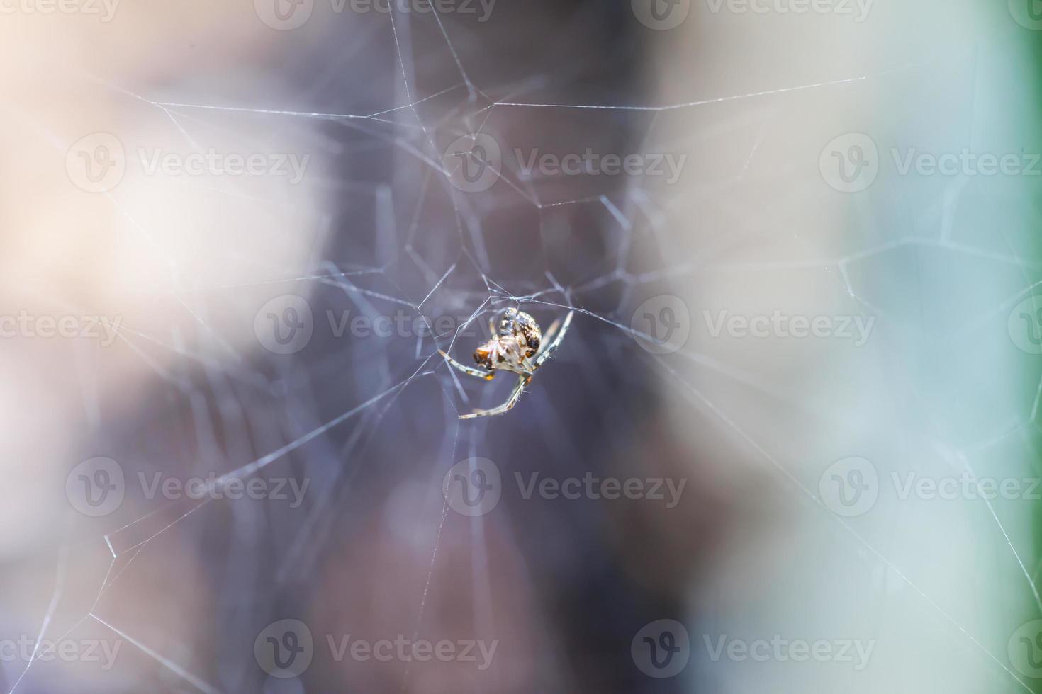 Spider on the web nature background photo