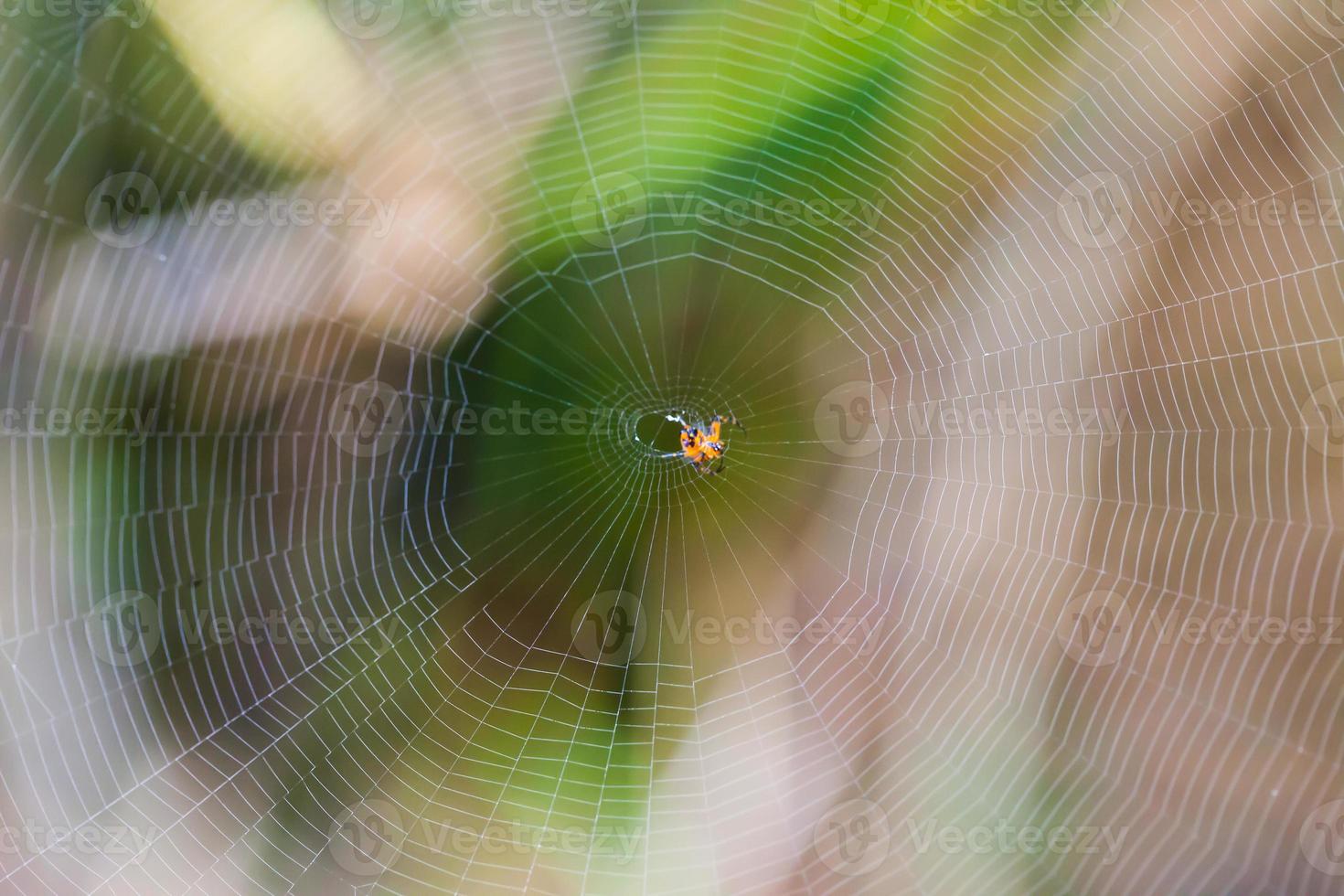 Spider on the web nature background photo