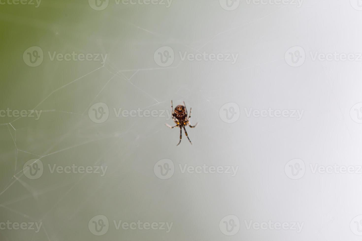 Spider on the web nature background photo