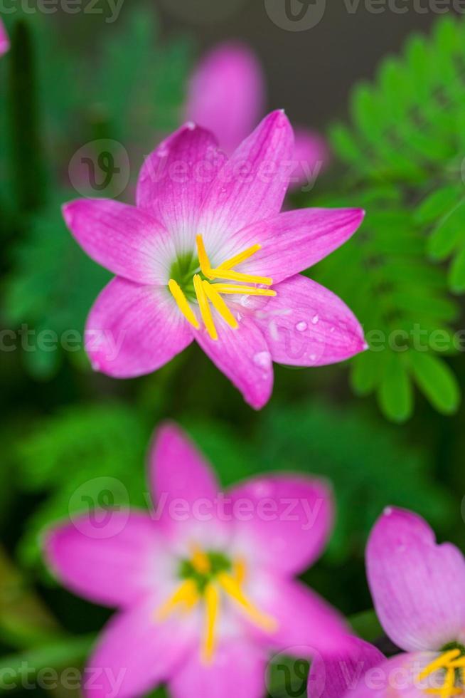 pink flower with water drop photo