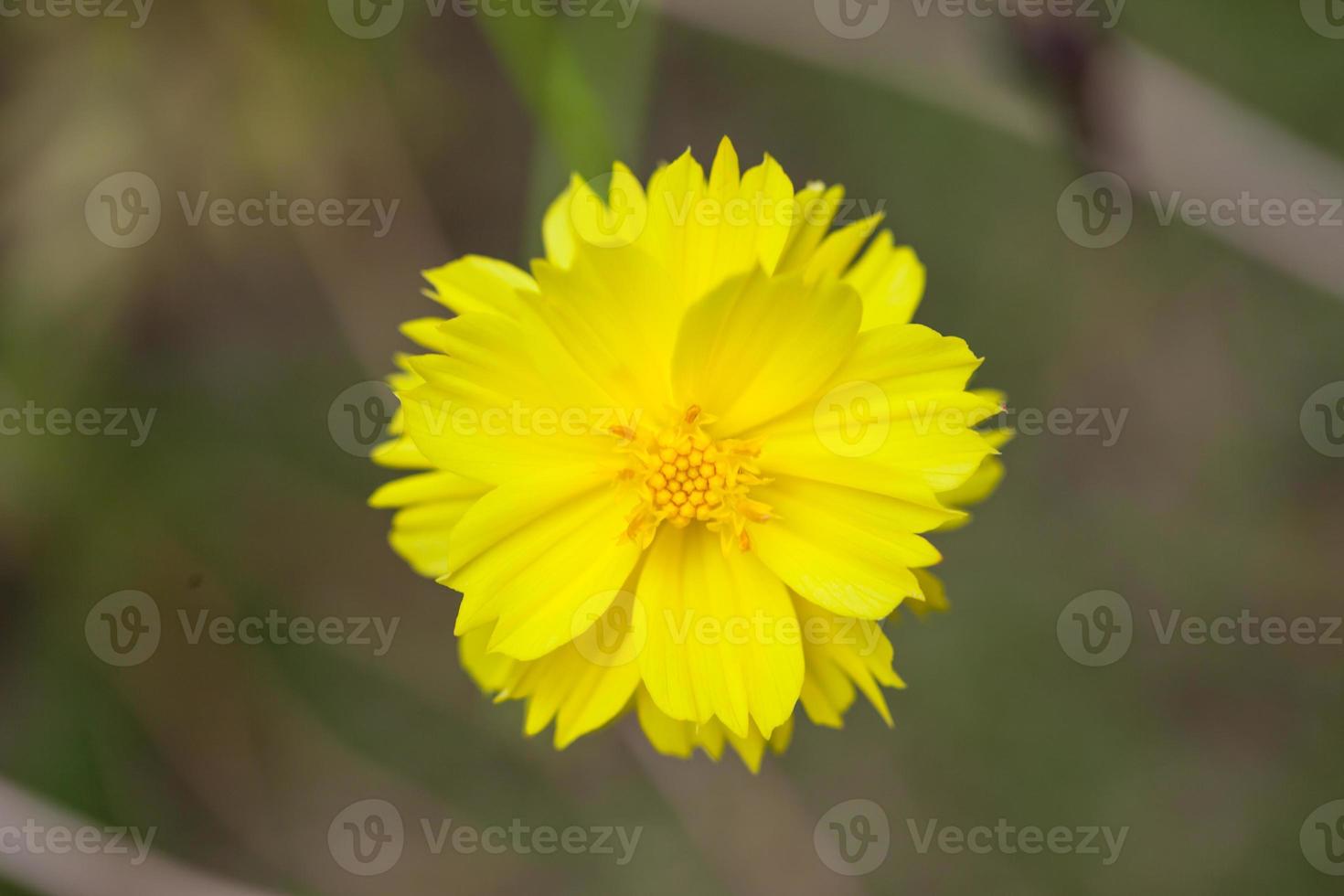 Yellow Dahlia Flower photo