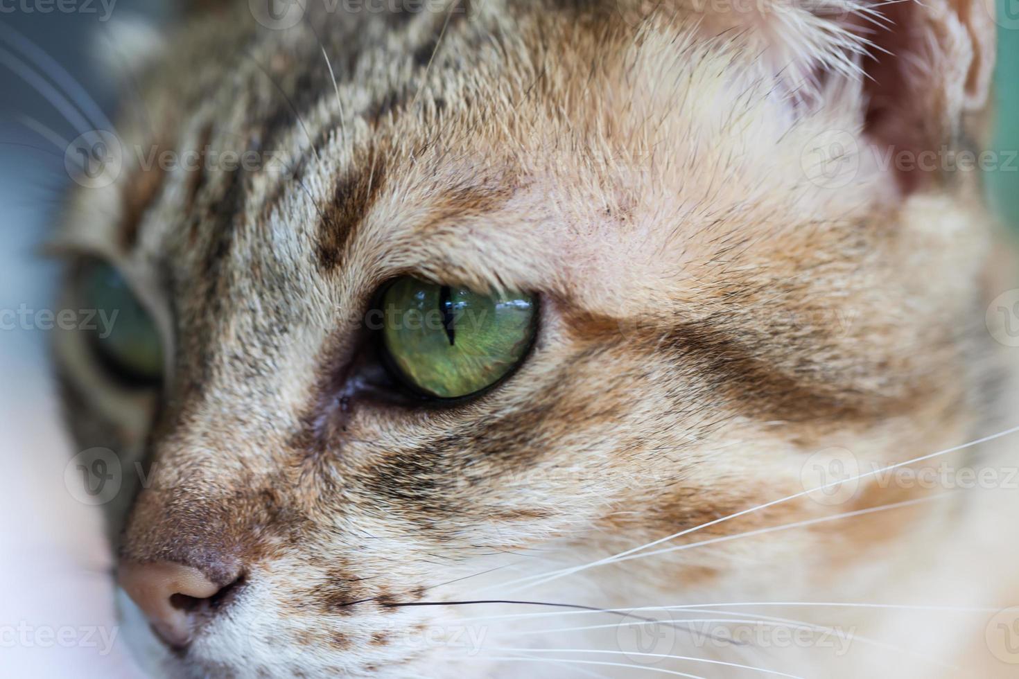 Cat eye, Bengal cat in light brown and cream photo