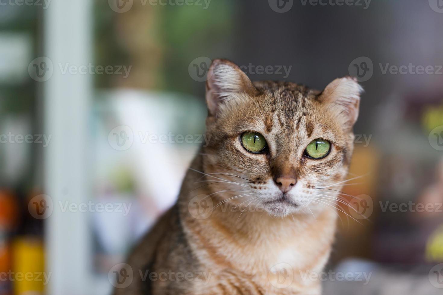 gato de bengala en marrón claro y crema foto