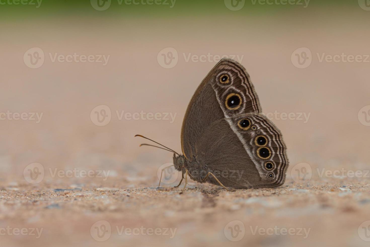 Butterfly, Common Evening Brown Butterfly photo